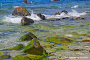 sea-moss-on-rocks