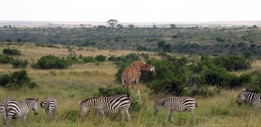 10 Affordable and Exciting Things to Do in Kenya, Nairobi