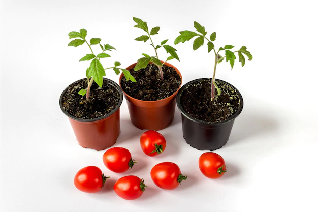 How to Grow Vegetables at Home in Pots (10 Essential Tips!)