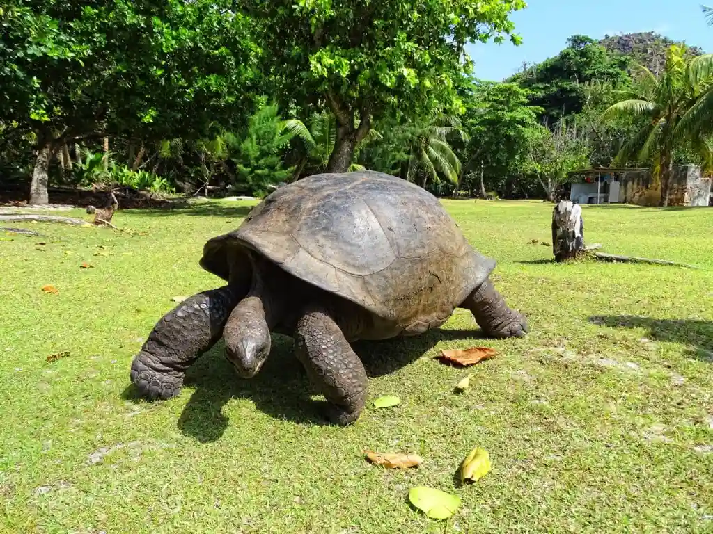 Things to Do in Seychelles