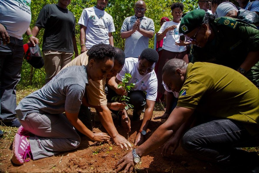 Small efforts lie planting trees during earth hour could safe the planet.