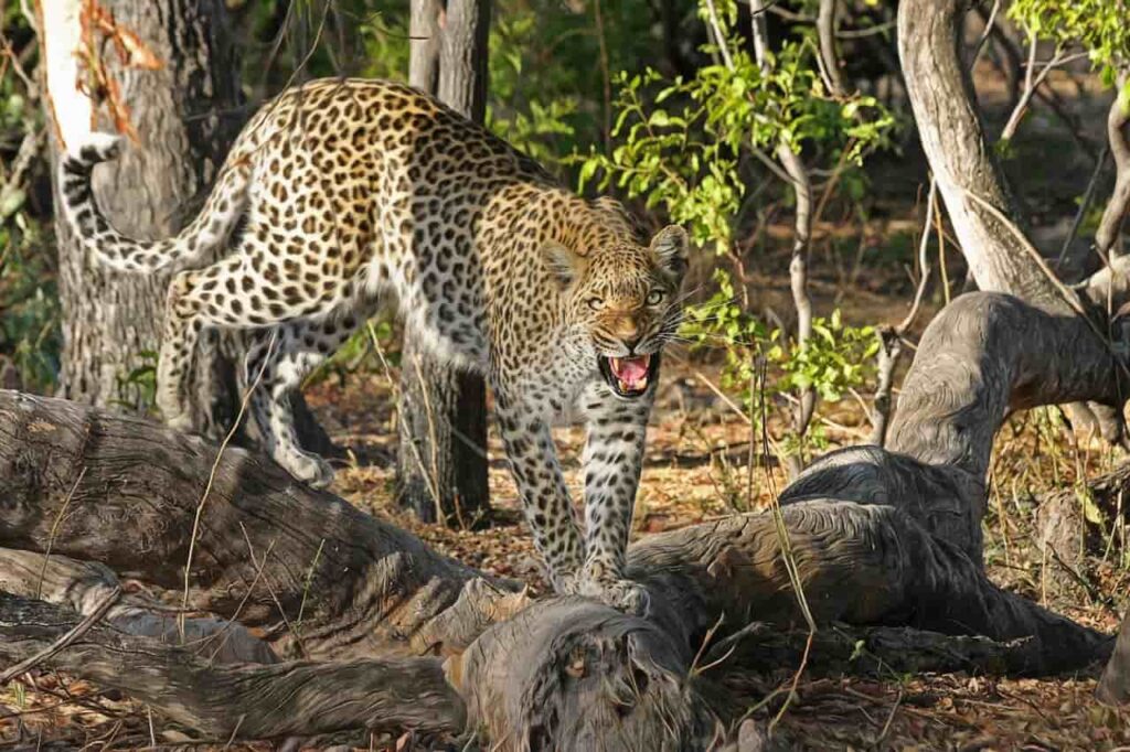 Leopard-walking-through-jungle-in-Botswana