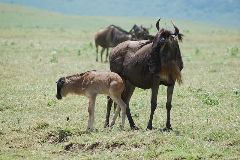 The Great Wildebeest Migration of Kenya and Tanzania: 8 Interesting Facts