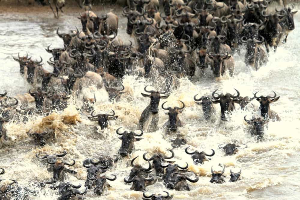 wildebeest-migration-in-masai-mara-kenya
