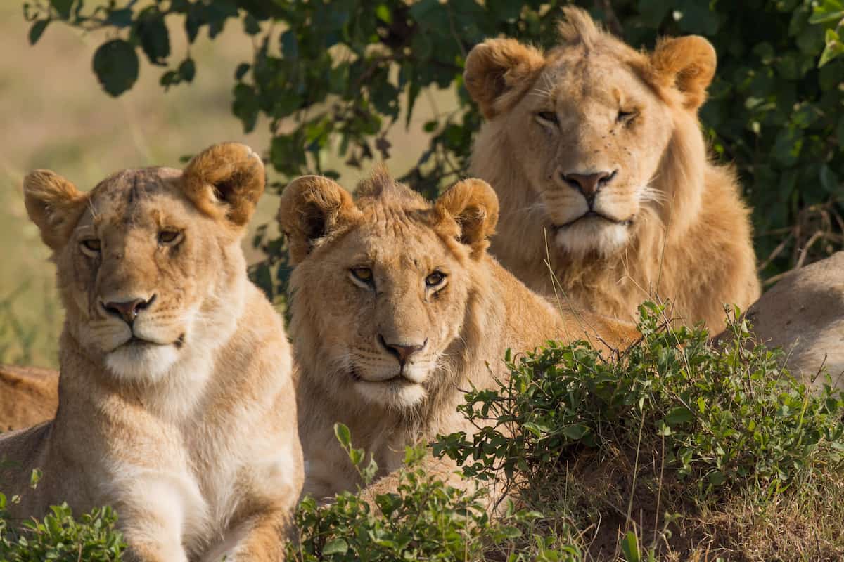 spotcovery-Lions-family-portrait-masai-mara-top-10-unique-things-to-do-in-kenya