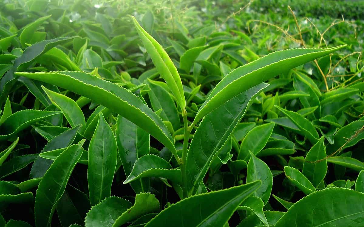 spotcovery-tea-leaves-that-produce green-tea-extract-for-skin
