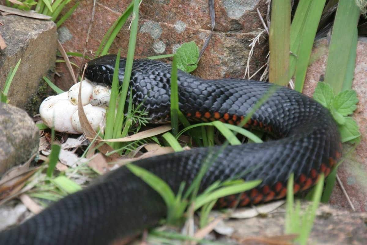 spotcovery-Snake eating eggs-10-facts-about-africa-egg-eating-snake