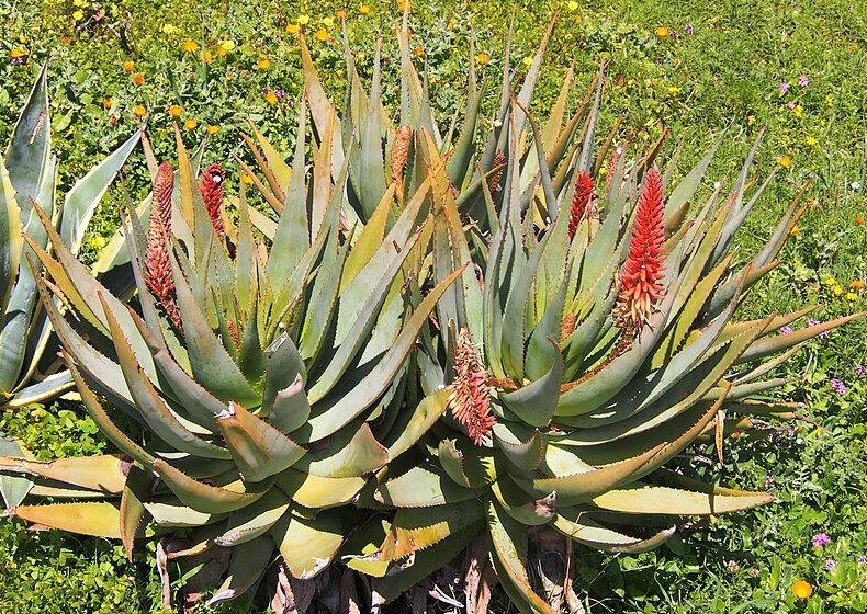 spotcovery-a-grown-aloe-ferox-plant-South-African-Medicinal-Plants