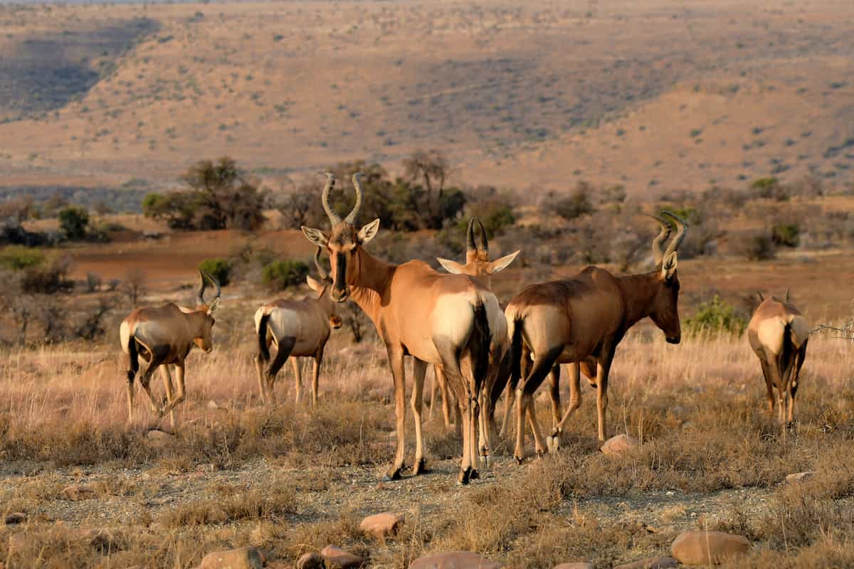 spotcovery-antelopes-grazing-7-amazing-africa-animals-with-horns