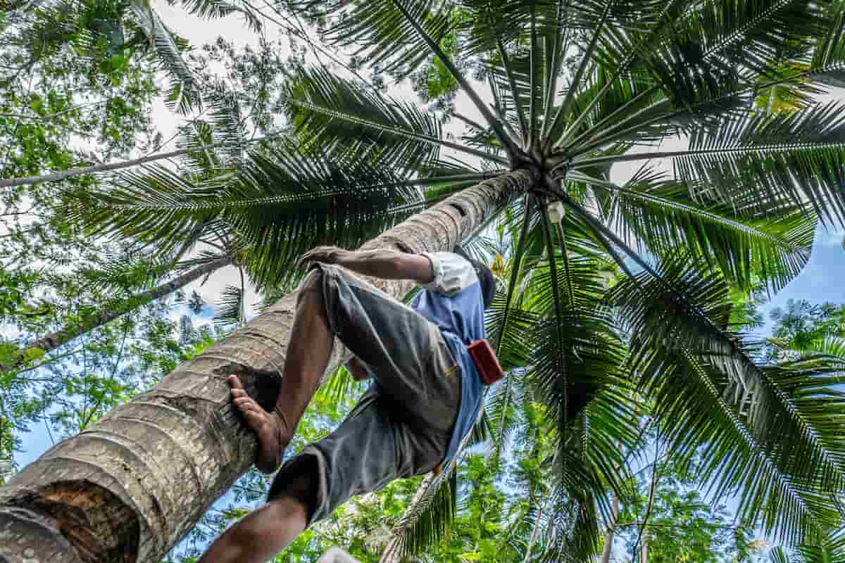 spotcovery-low-angle-shot-of-a-male-climbing-a-tall-palm-tree-how-to-climb-the-coconut-tree