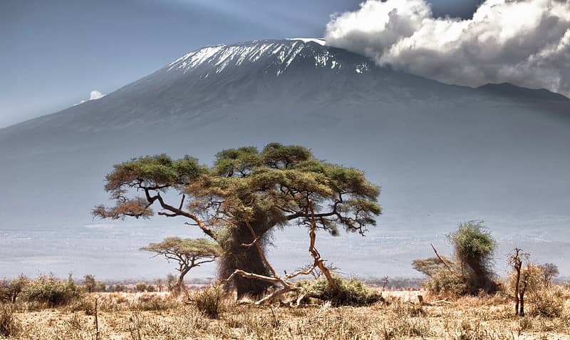 spotcovery-mount-kilimanjaro-peaking-during-the-day-behind-the-tree
