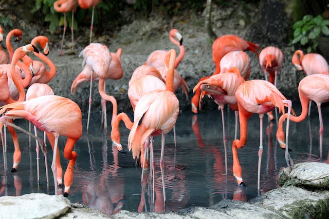 spotcovery-The Caribbean Flamingo-five-beautiful-rare-caribbean-animals-you-must-see