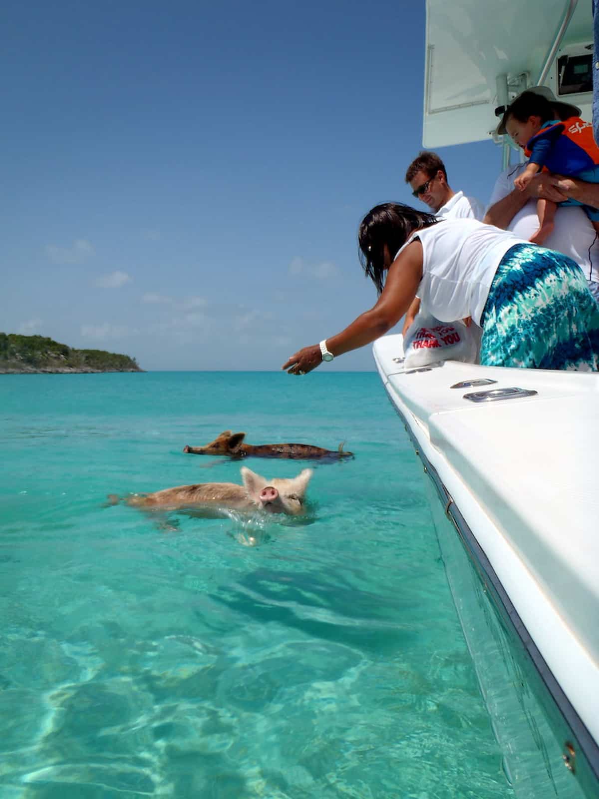 spotcovery-vorobek-bahamas-swimming-pigs-fun-facts-about-the-bahamas