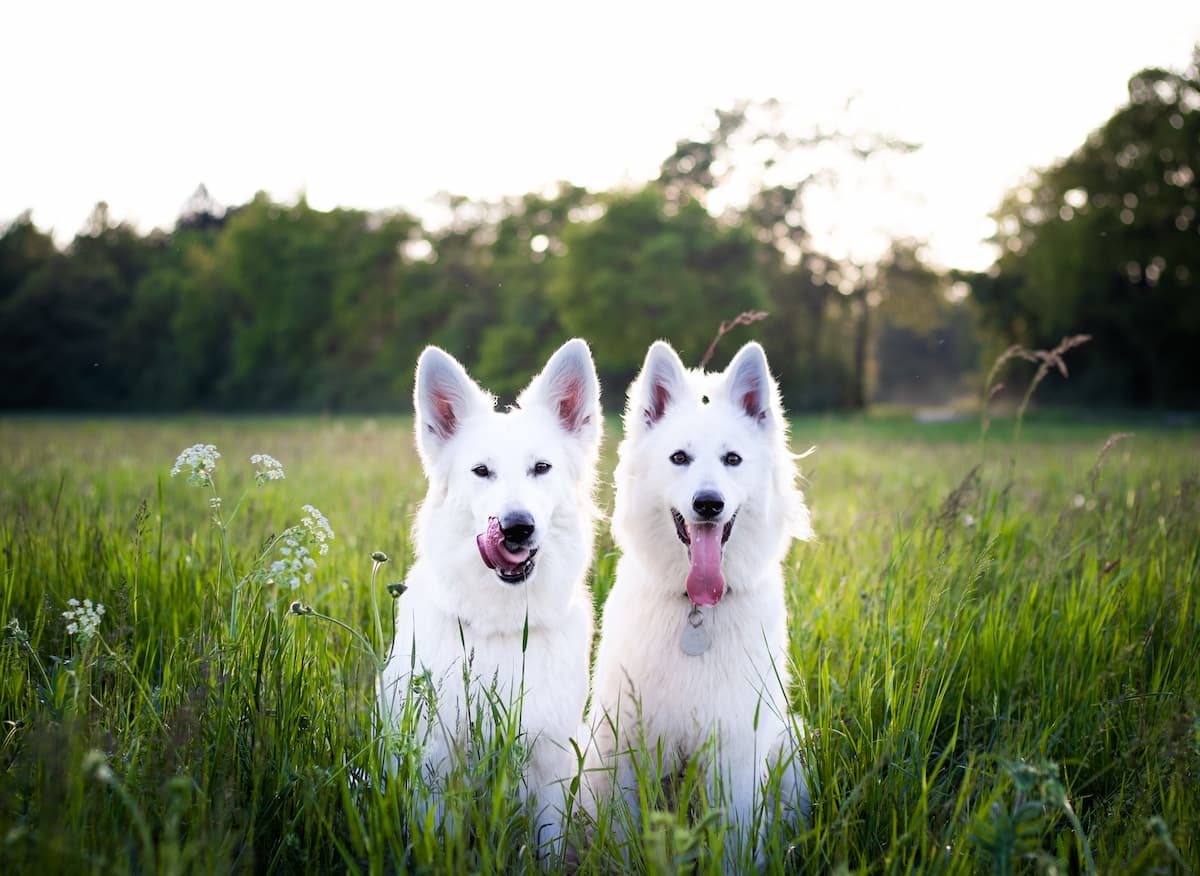 spotcovery-two-white-dogs-on-field-5-fantastic-ways-to-celebrate-the-world-animal-day