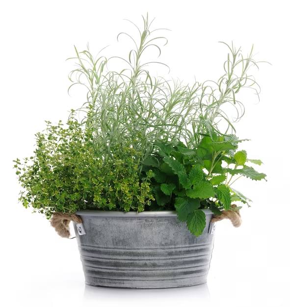 Herbs in the same pot. Image source: Freepik licensed under CC BY-SA 2.