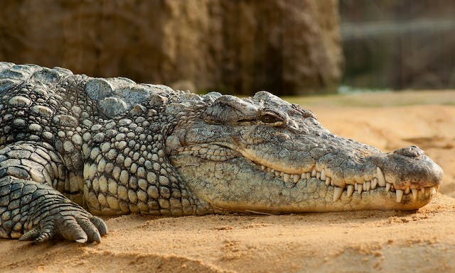 spotcovery-a-crocodile-on-sand-eight-dangerous-animals-in-jamaica-to-know-as-a-black-traveler