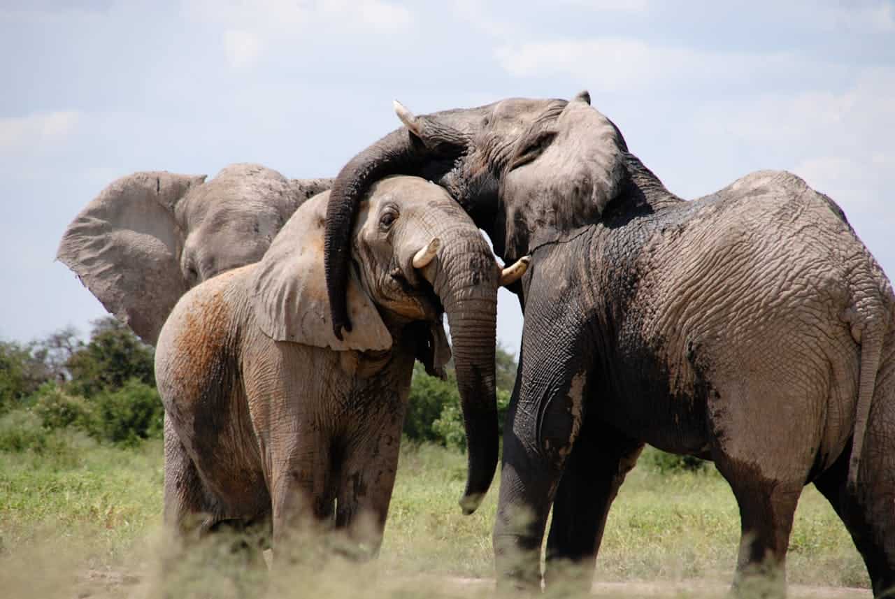 spotcovery-elephants-groomimg-each-other-pexels