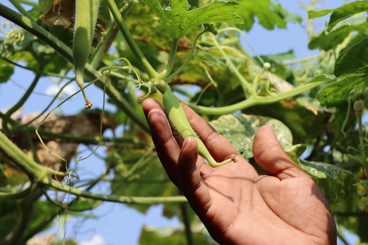 spotcovery-Okra farming-health-benefits-of-okra